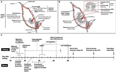 Bovine Animal Model for Studying the Maternal Microbiome, in utero Microbial Colonization and Their Role in Offspring Development and Fetal Programming